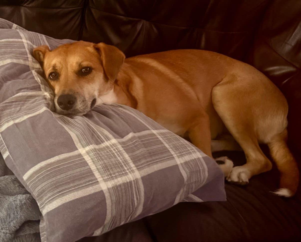 Enlarge Charlie, a Adoptable Mixed Breed in Holtsville, NY image 1/6