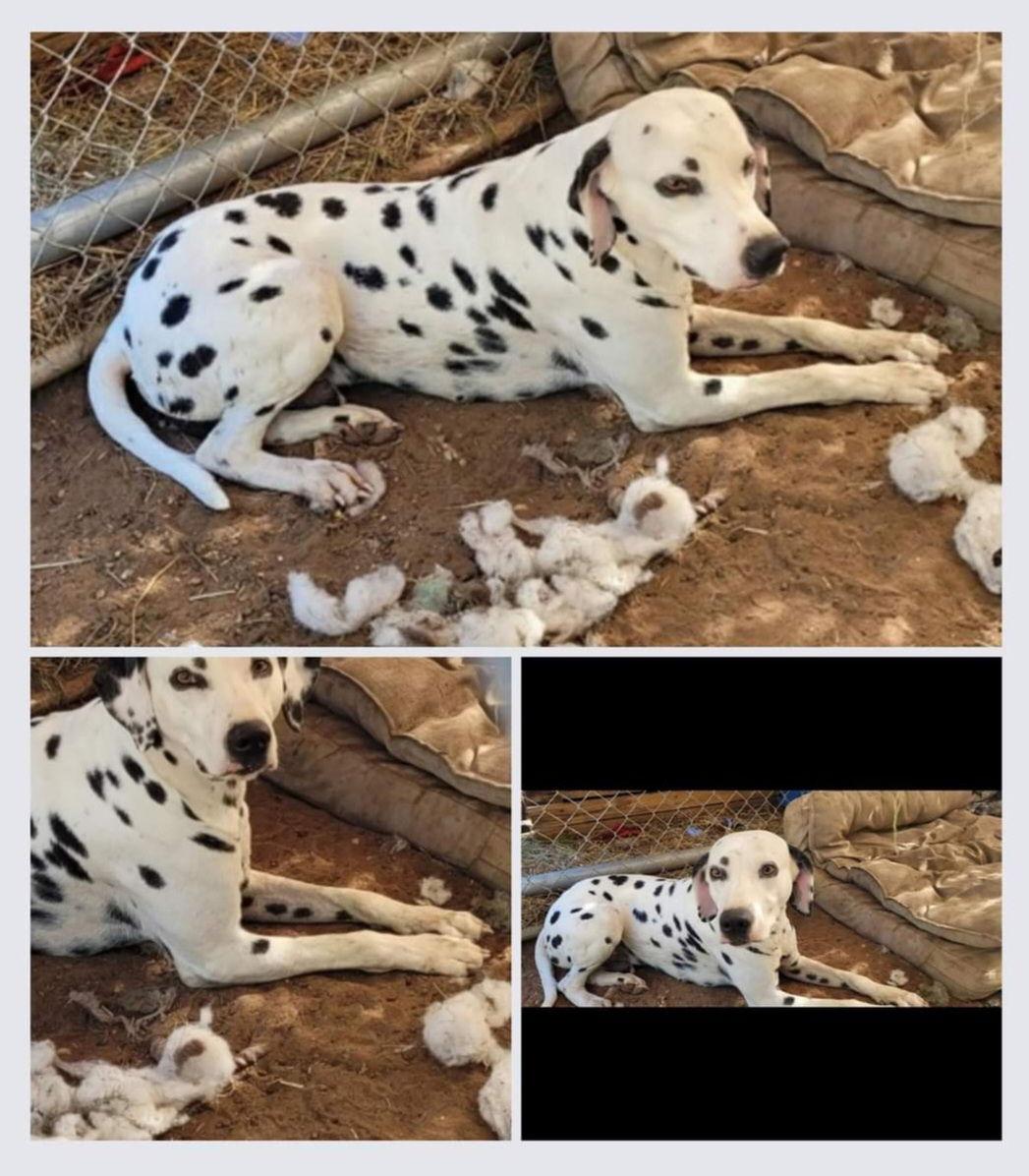 Lance, Adoptable, Adult Male Dalmatian.