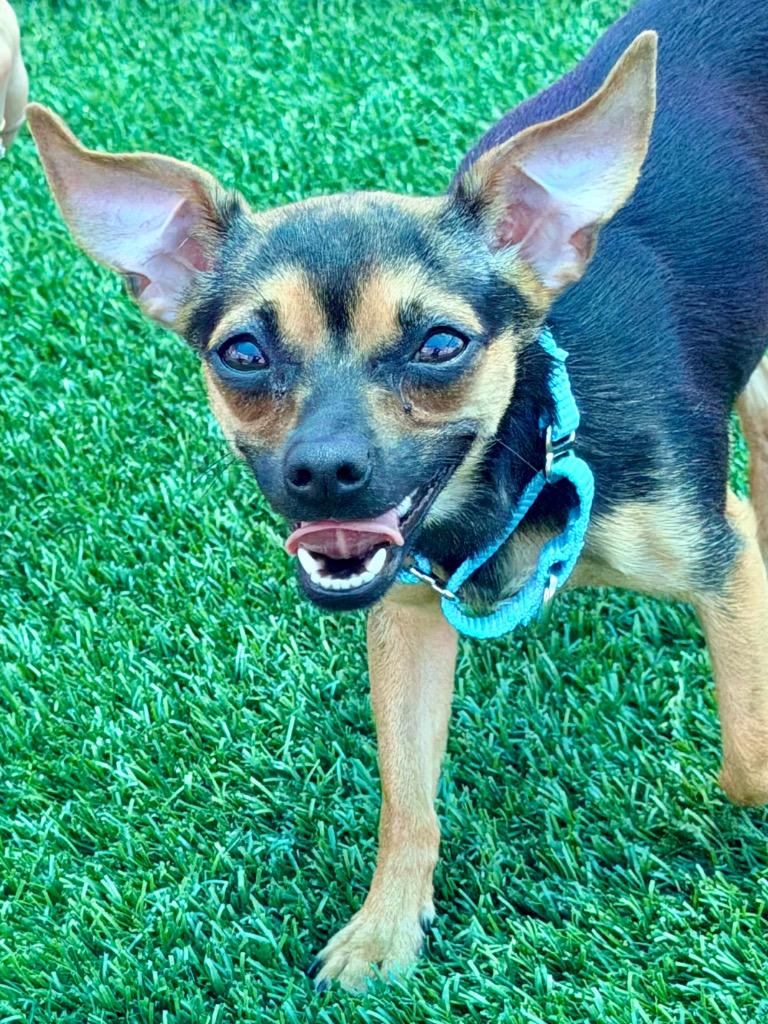 Enlarge Baby, a Adoptable Chihuahua in Cape Coral, FL image 1/1