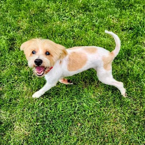 Enlarge Boomer, a ADOPTABLE mixed breed in Lexington, KY image 2/4