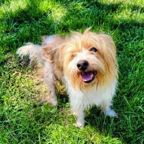Enlarge Boomer, a ADOPTABLE mixed breed in Lexington, KY image 4/4