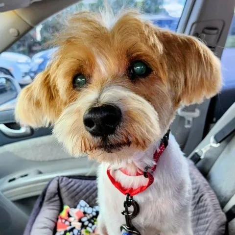 Enlarge Boomer, a ADOPTABLE mixed breed in Lexington, KY image 1/4