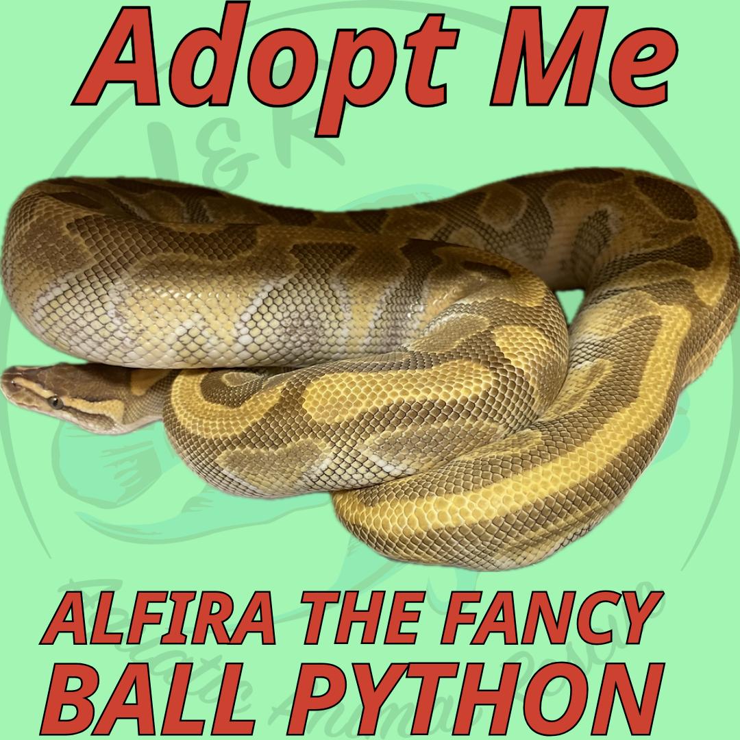 Snake for adoption Alfira the Fancy Ball Python, a Ball Python in