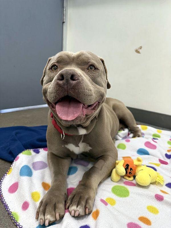 Enlarge Bertha, a ADOPTABLE Pit Bull Terrier in Berkeley, CA image 3/6