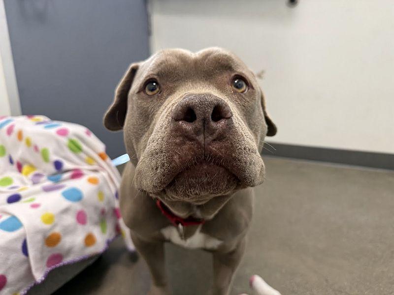 Enlarge Bertha, a ADOPTABLE Pit Bull Terrier in Berkeley, CA image 5/6