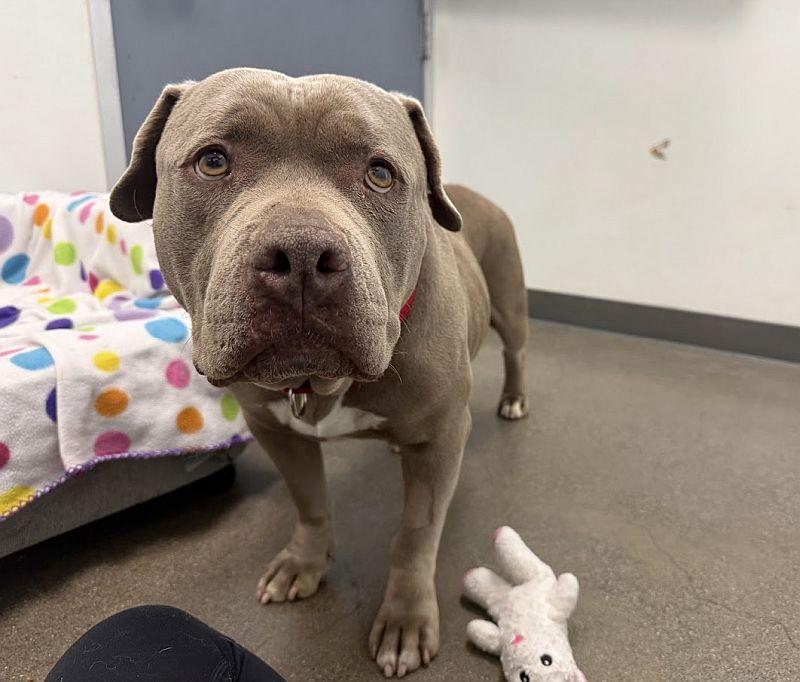 Enlarge Bertha, a ADOPTABLE Pit Bull Terrier in Berkeley, CA image 6/6