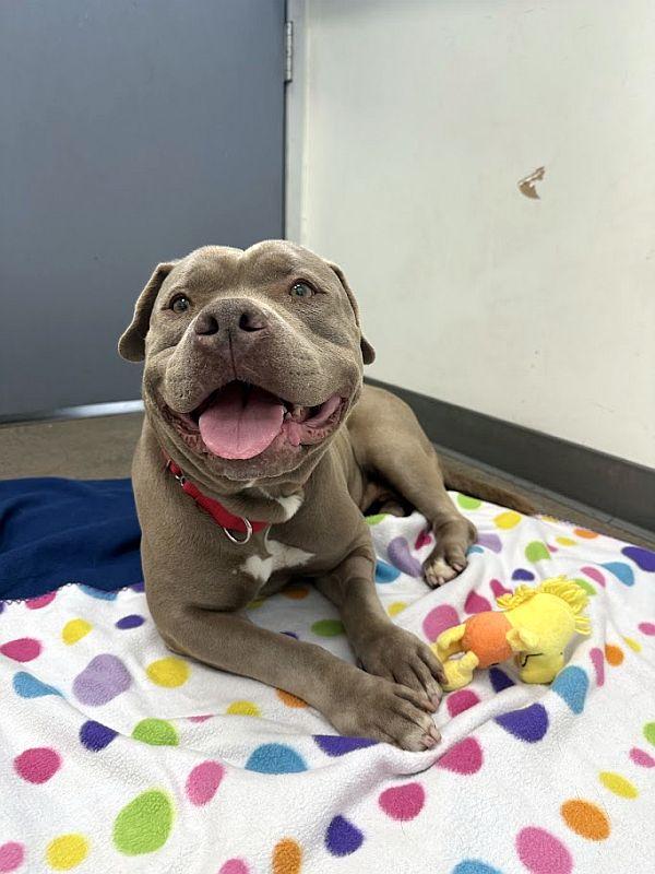 Enlarge Bertha, a ADOPTABLE Pit Bull Terrier in Berkeley, CA image 2/6