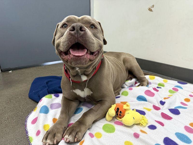 Enlarge Bertha, a ADOPTABLE Pit Bull Terrier in Berkeley, CA image 4/6