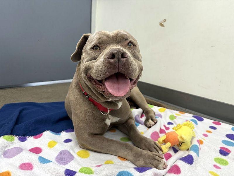 Enlarge Bertha, a ADOPTABLE Pit Bull Terrier in Berkeley, CA image 1/6