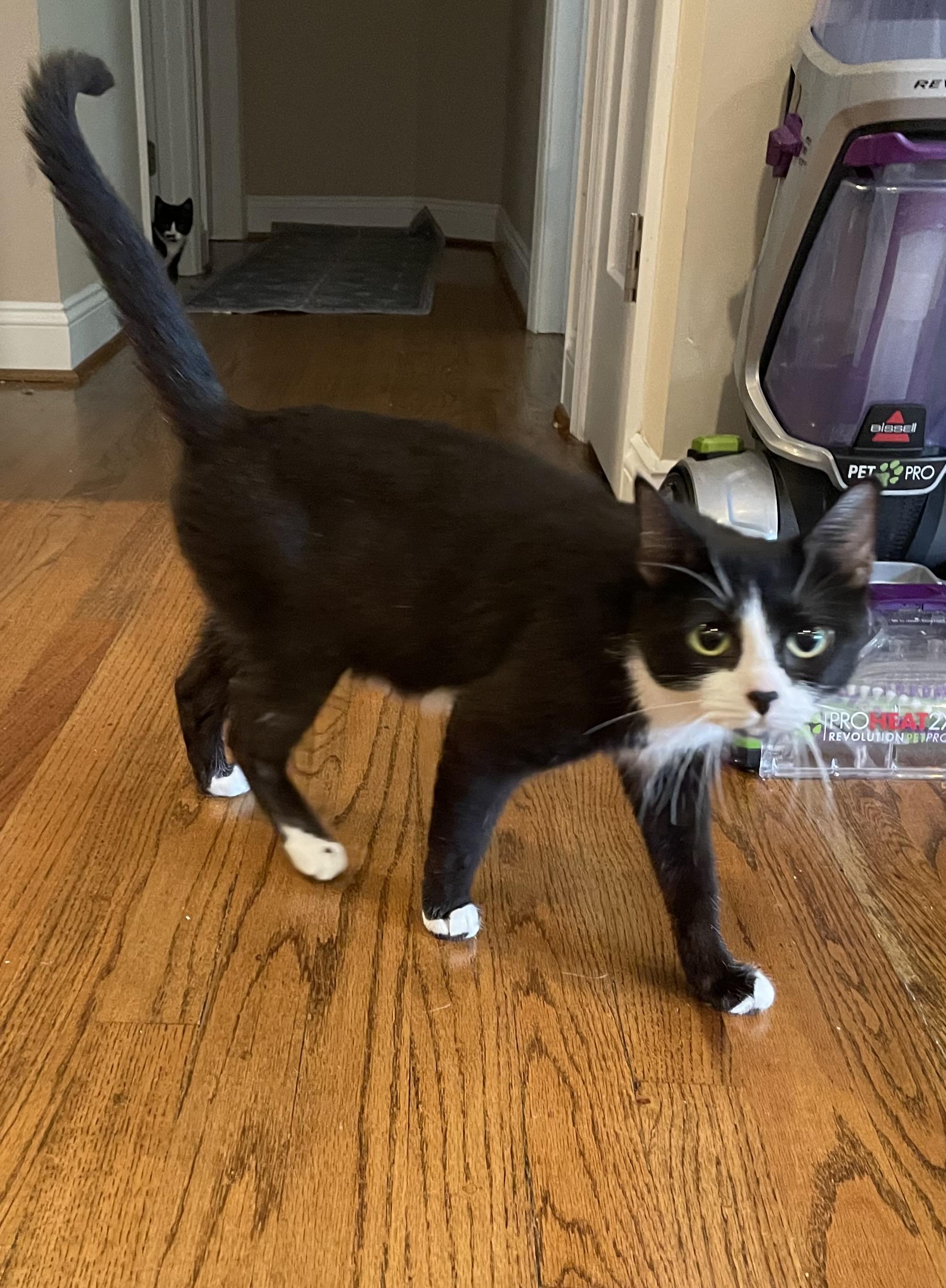 Wendy (Mom of Disney Litter), Young Female unknown