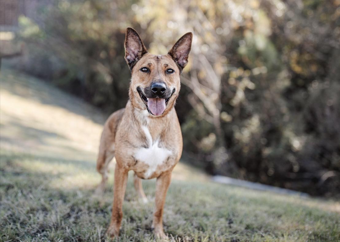 Enlarge Carmela, an adoptable mixed breed in Cypress, TX image 3/5