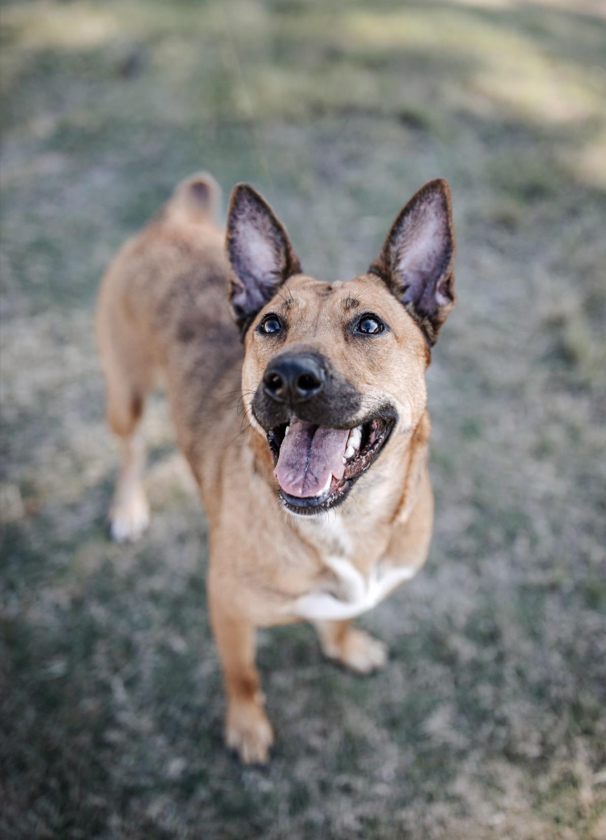 Carmela, adoptable, Adult Female Carolina Dog.