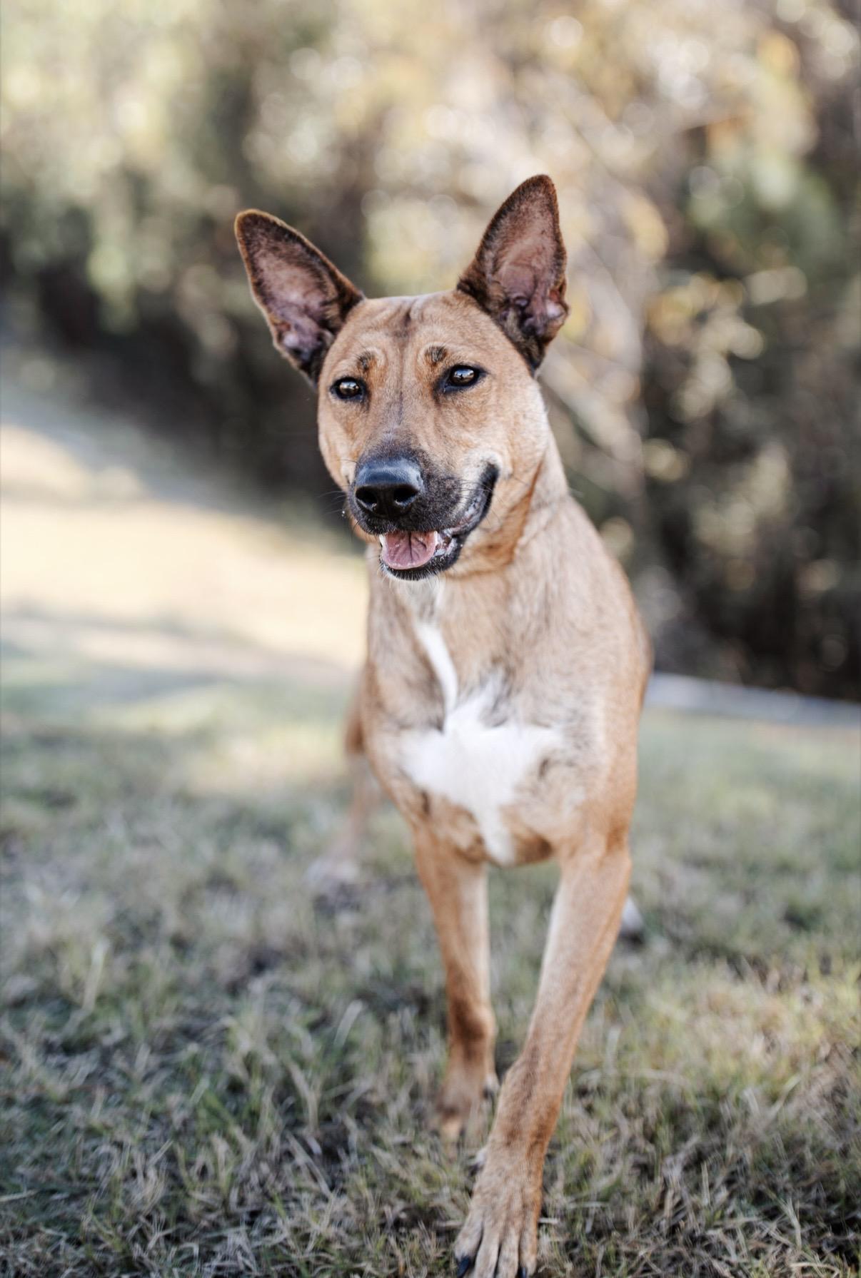 Enlarge Carmela, an adoptable mixed breed in Cypress, TX image 2/5