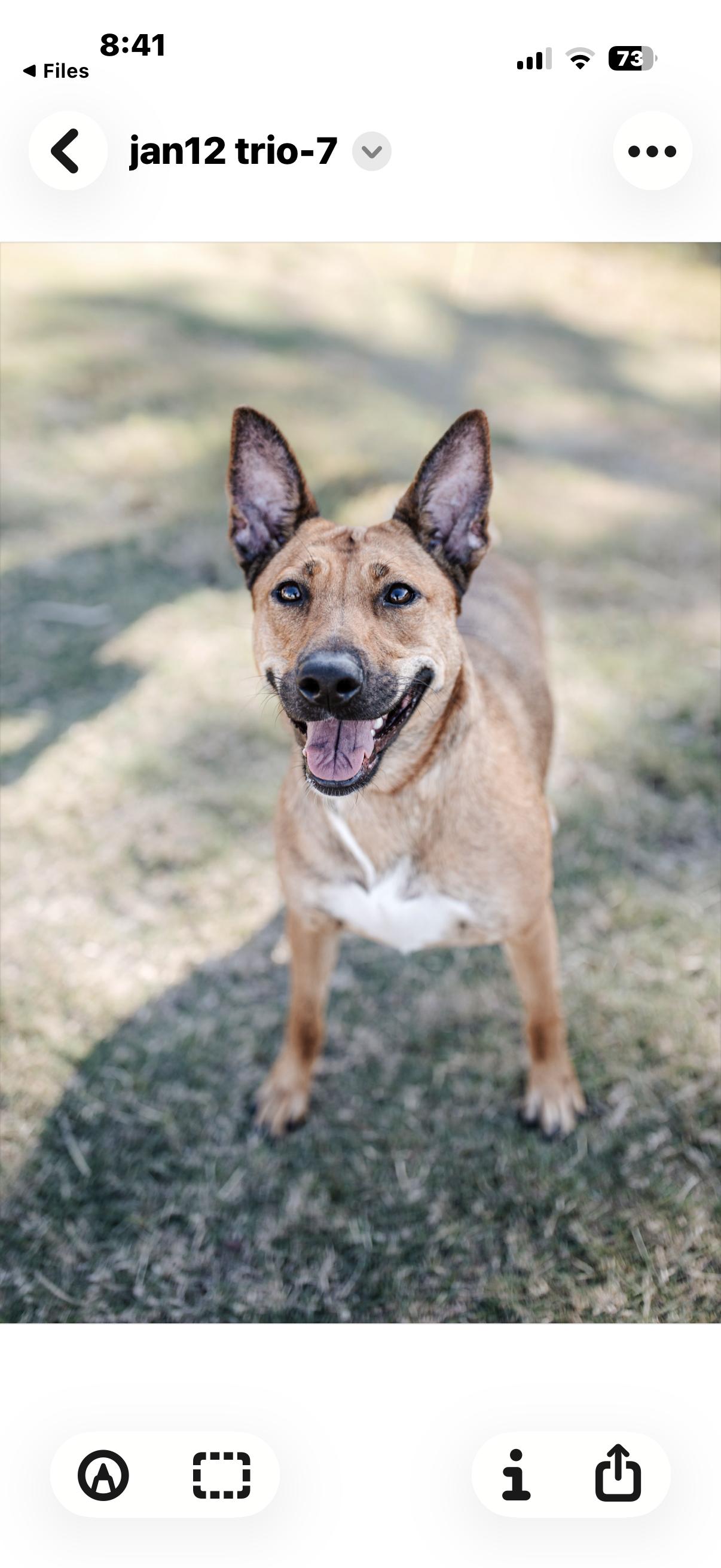 Enlarge Carmela, an adoptable mixed breed in Cypress, TX image 5/5