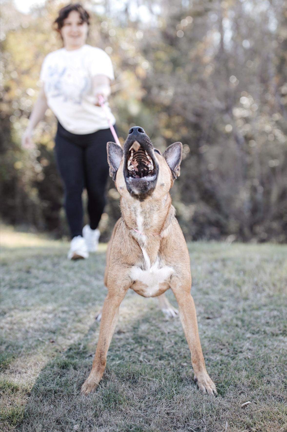 Enlarge Carmela, an adoptable mixed breed in Cypress, TX image 4/5