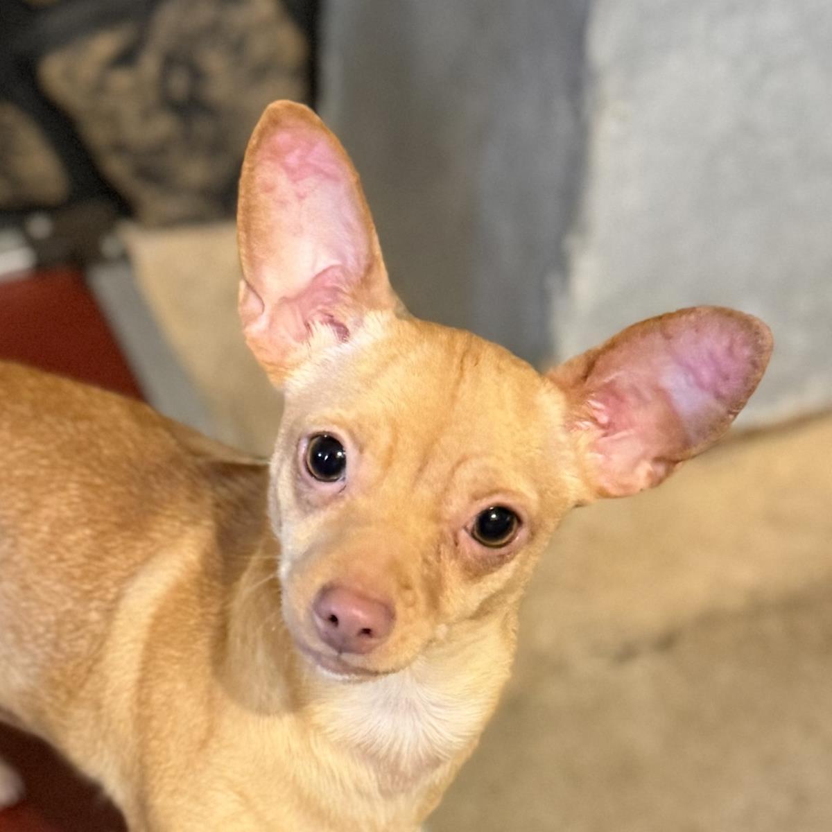 Precious, a Adoptable Chihuahua in Hagerstown, MD image 1/3