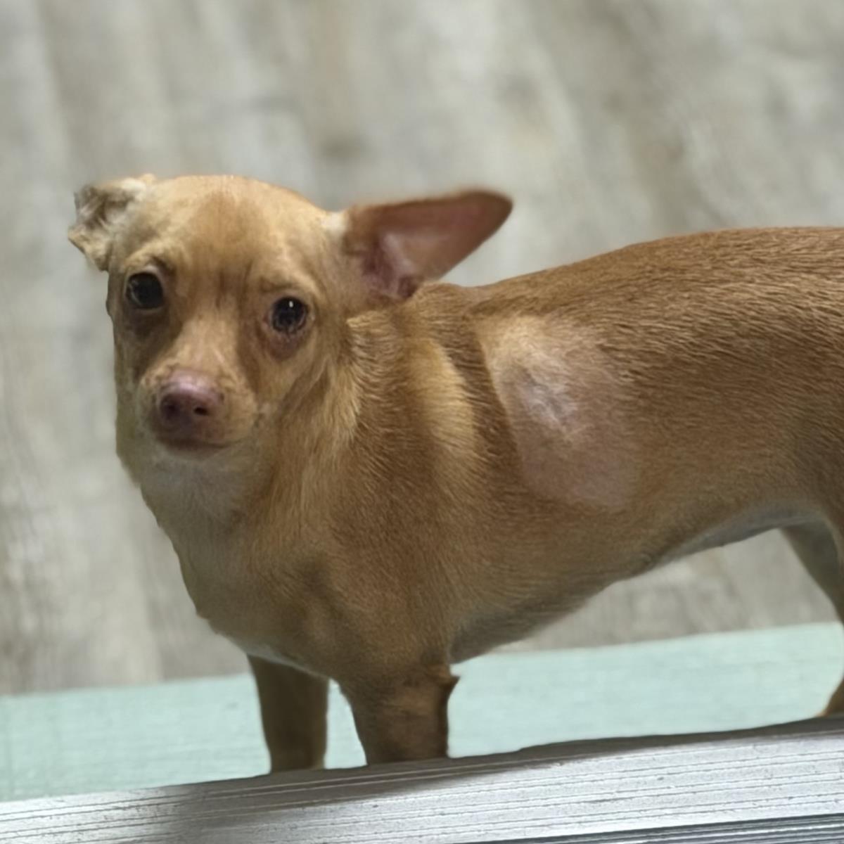 Precious, a Adoptable Chihuahua in Hagerstown, MD image 3/3