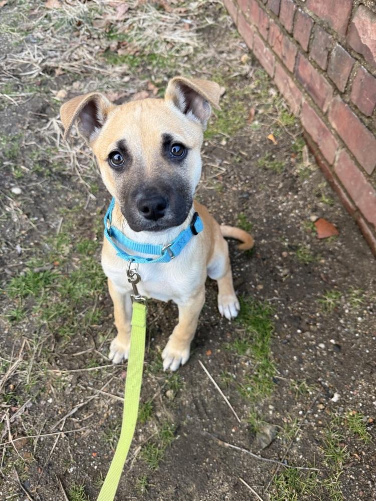 Nemo (AA Litter) — thumbnail 4