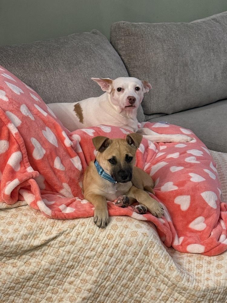 Nemo (AA Litter) — thumbnail 6