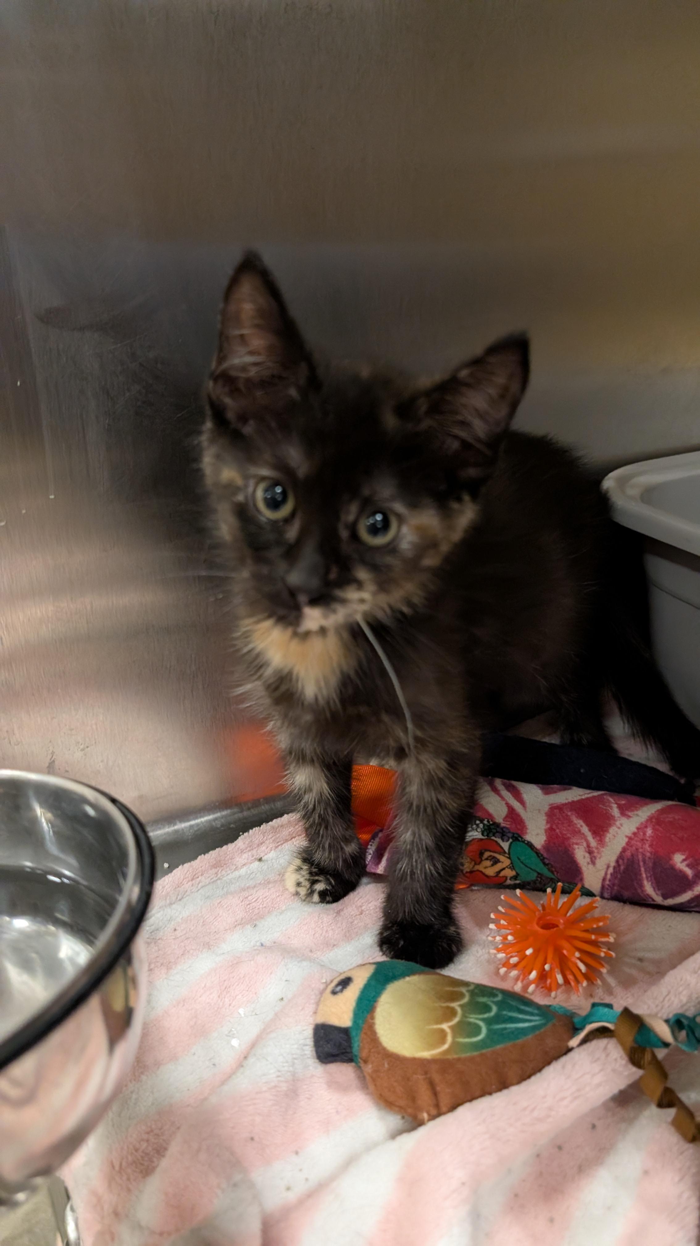 Tifa, Adoptable, Young Female Domestic Short Hair.
