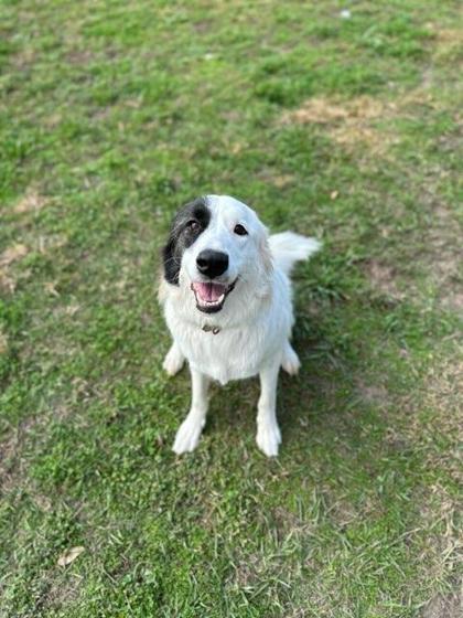 Monday, Adoptable, Adult Female Great Pyrenees & Mixed Breed.