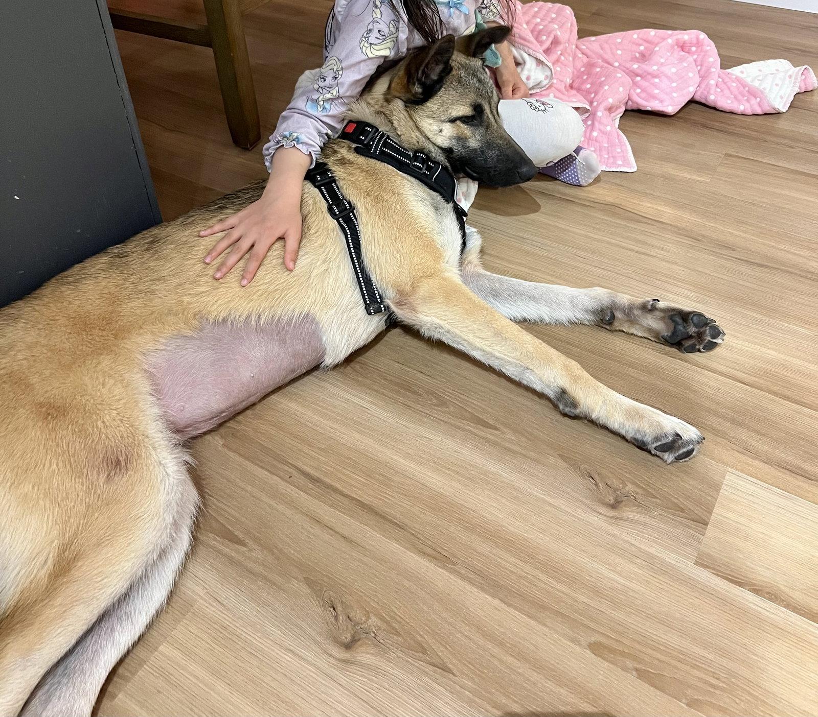 Lovey, Adopted, Young Female Shepherd.