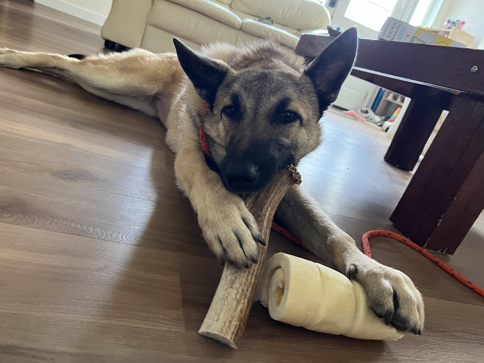 Lovey, a Adopted Shepherd in Bothell, WA image 2/3