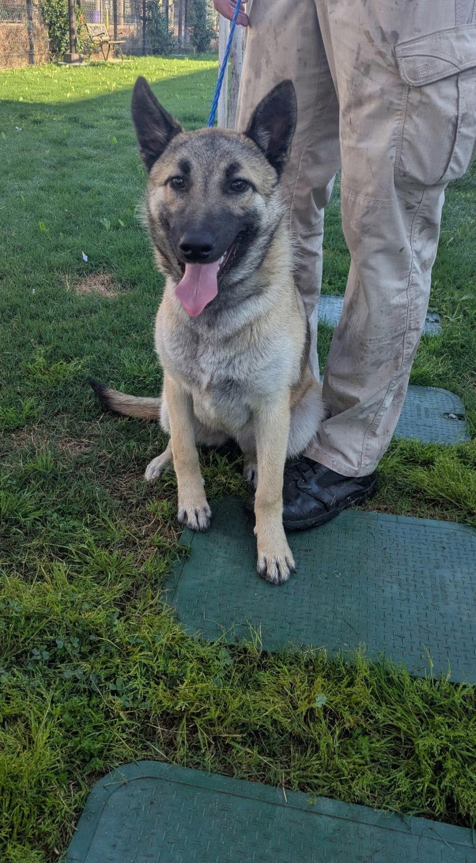 Lovey, a Adopted Shepherd in Bothell, WA image 3/3