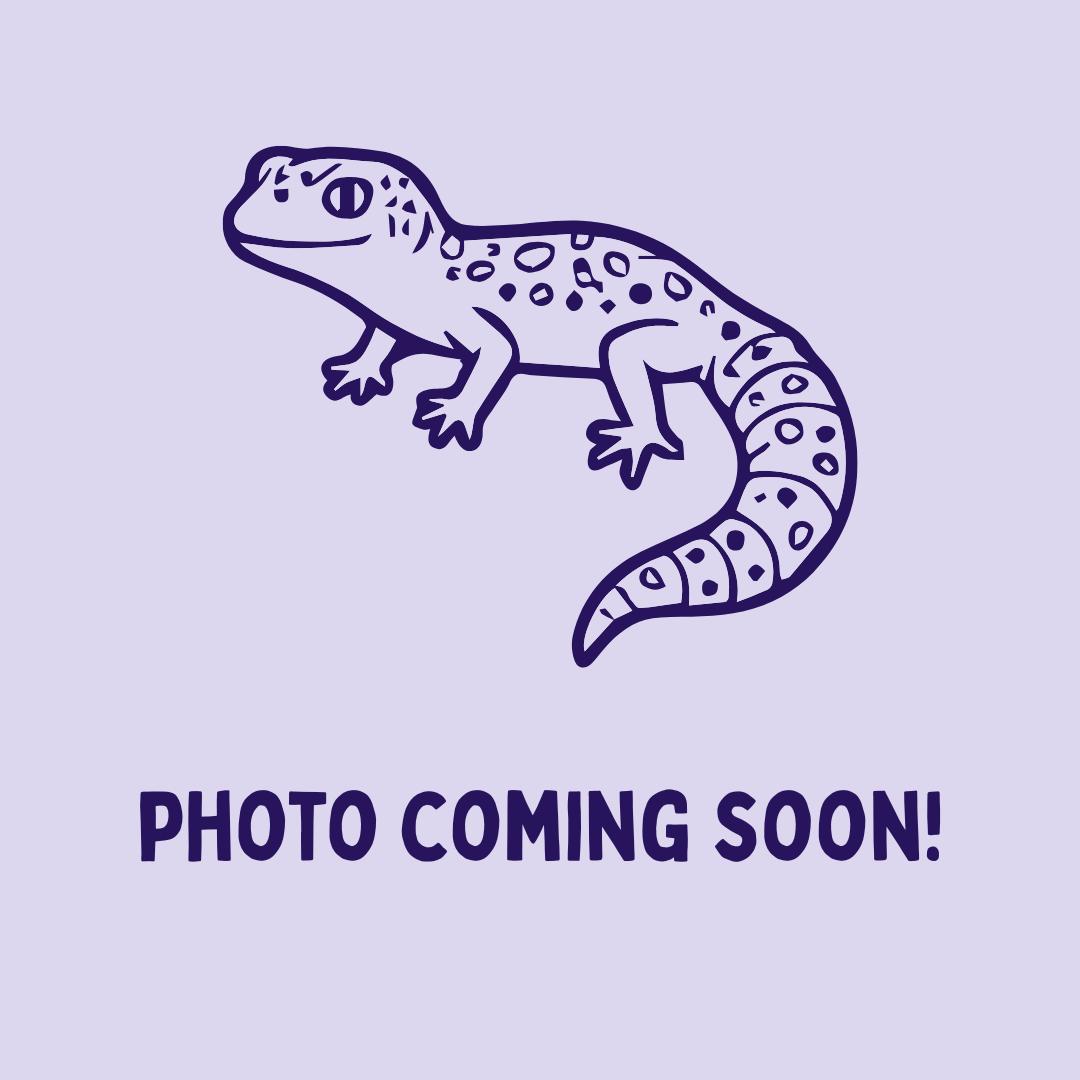 Kalahari, adopted, Adult Female Gecko.