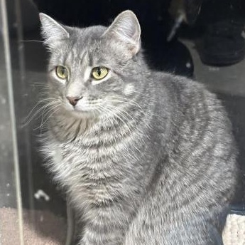 Enlarge Peter, a ADOPTABLE American Shorthair in Blue Earth, MN image 1/1