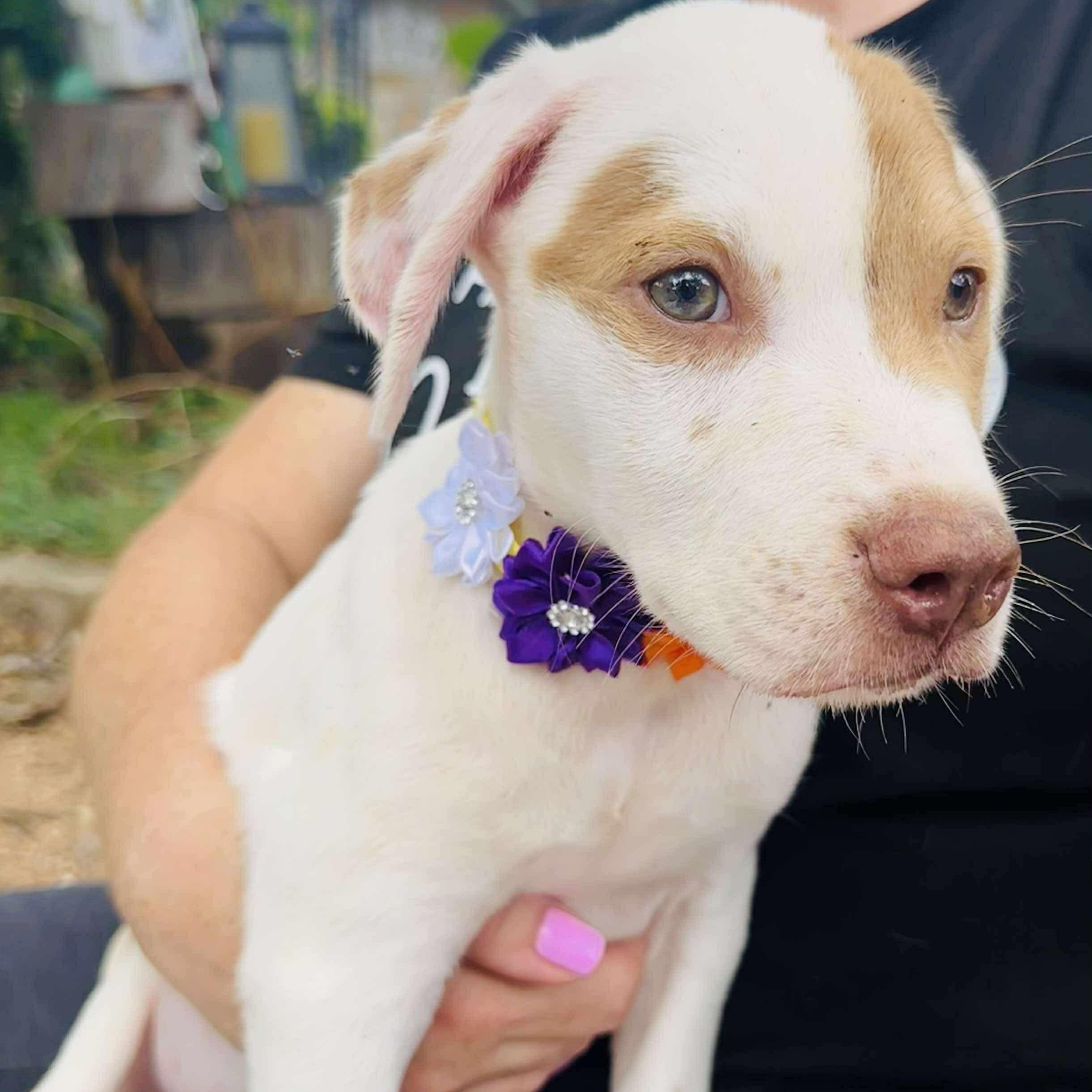 Val, Baby Male Mixed Breed