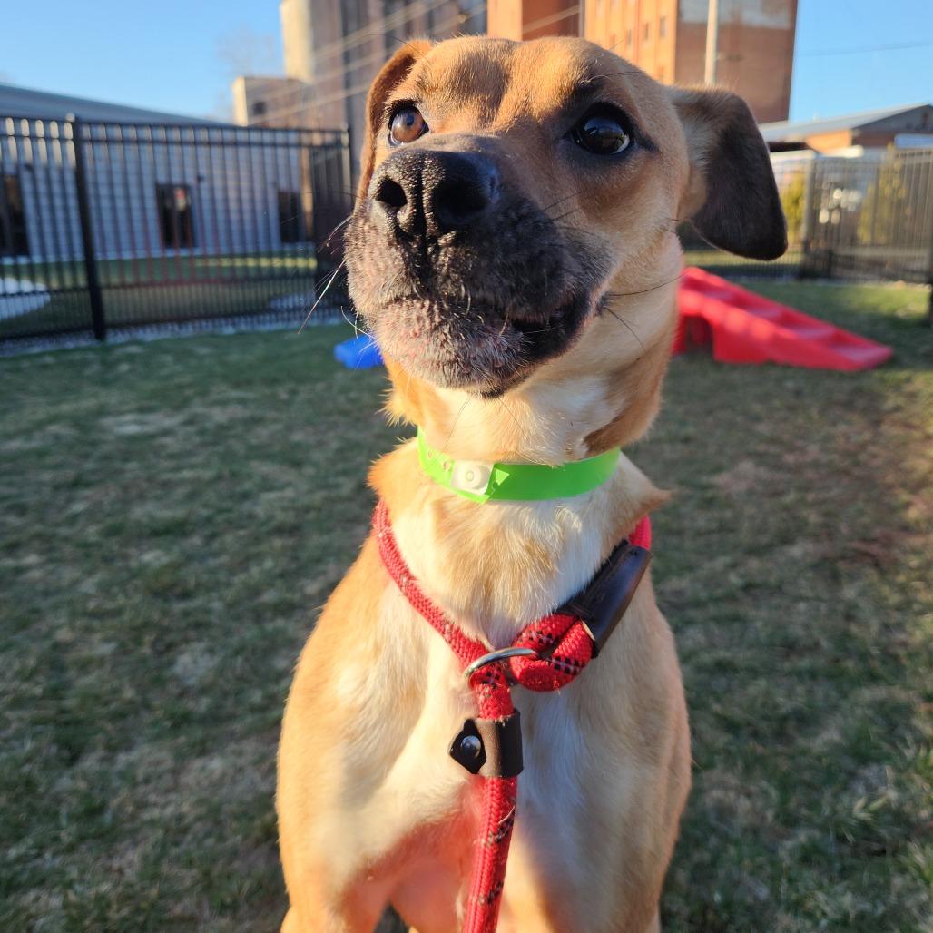 Zillow, Adoptable, Young Female Terrier.