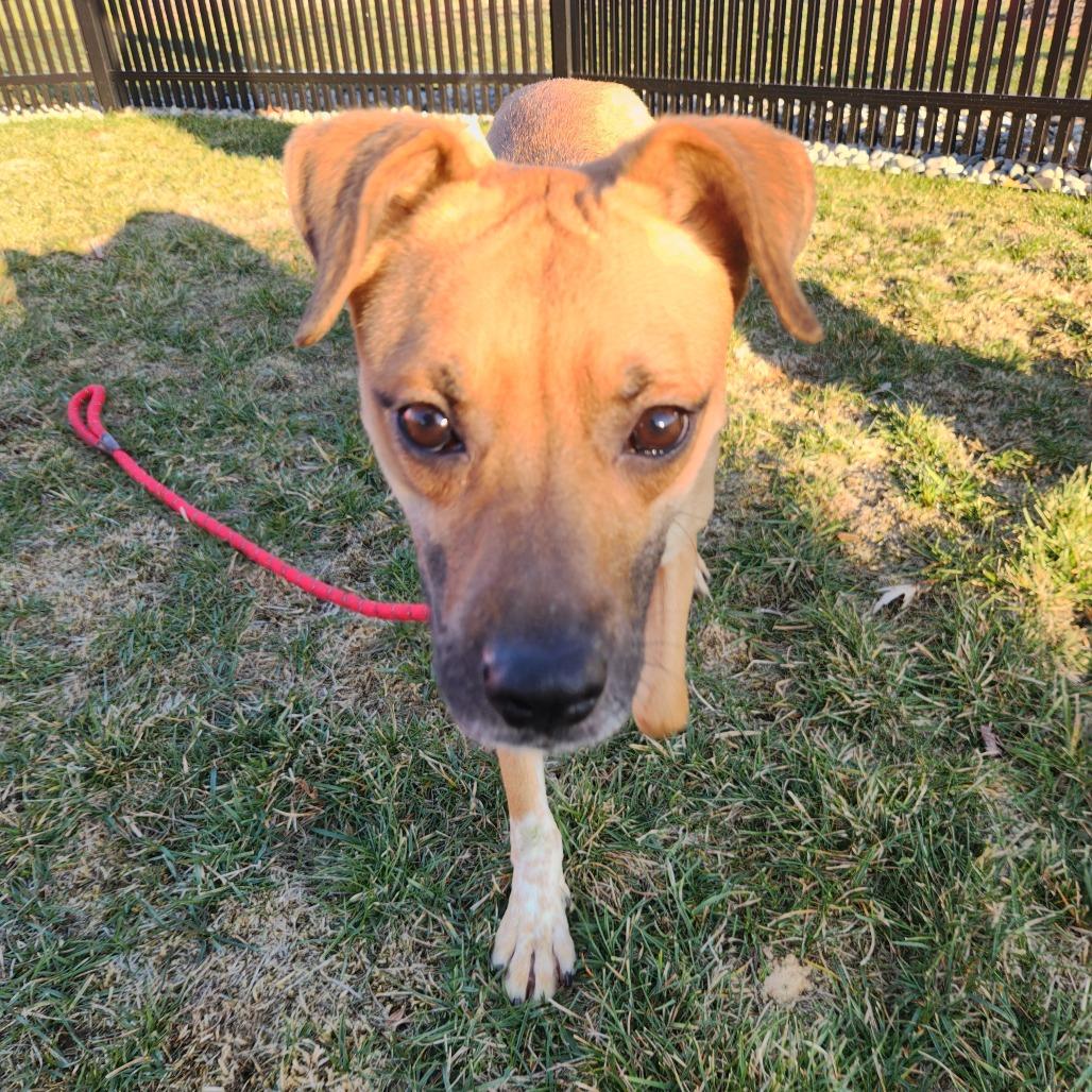 Enlarge Zillow, a Adoptable Terrier in Fort Wayne, IN image 2/6
