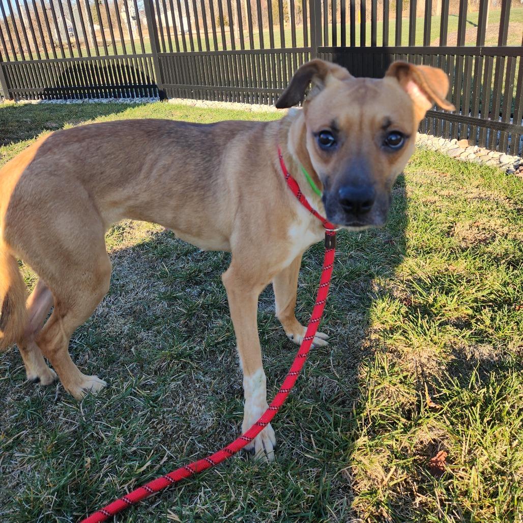 Enlarge Zillow, a Adoptable Terrier in Fort Wayne, IN image 3/6