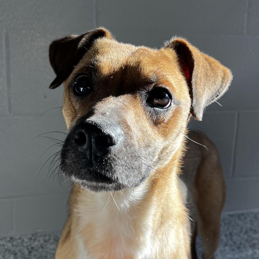 Enlarge Zillow, a Adoptable Terrier in Fort Wayne, IN image 4/6