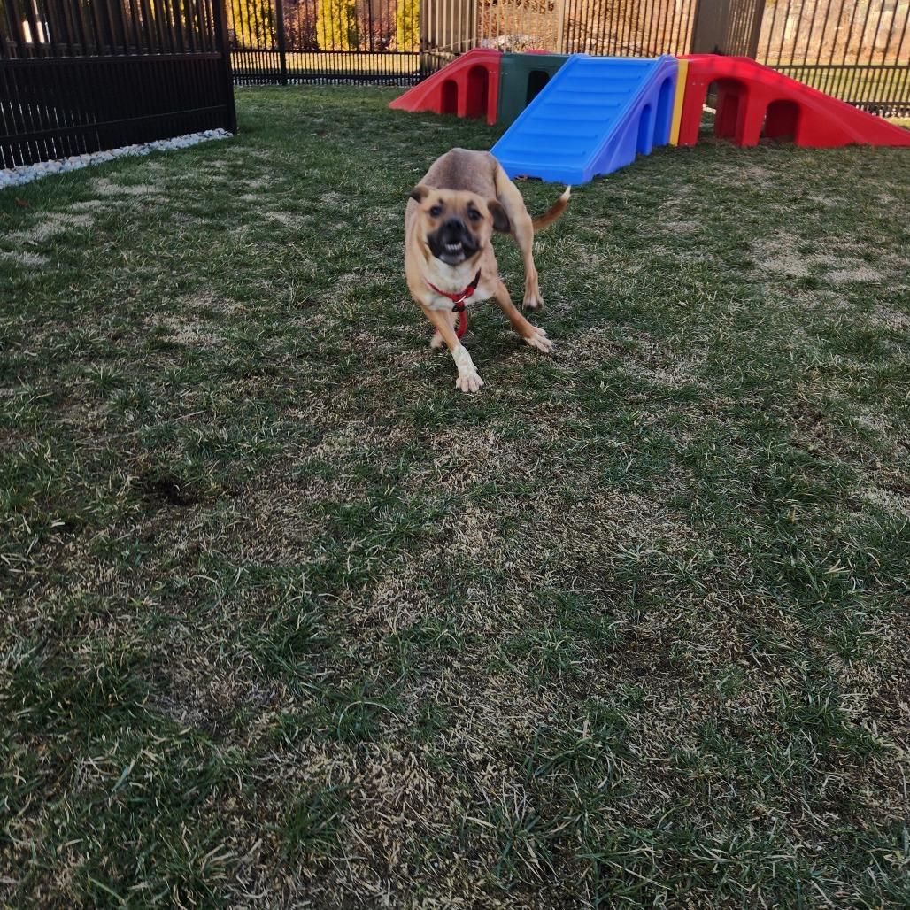 Enlarge Zillow, a Adoptable Terrier in Fort Wayne, IN image 6/6