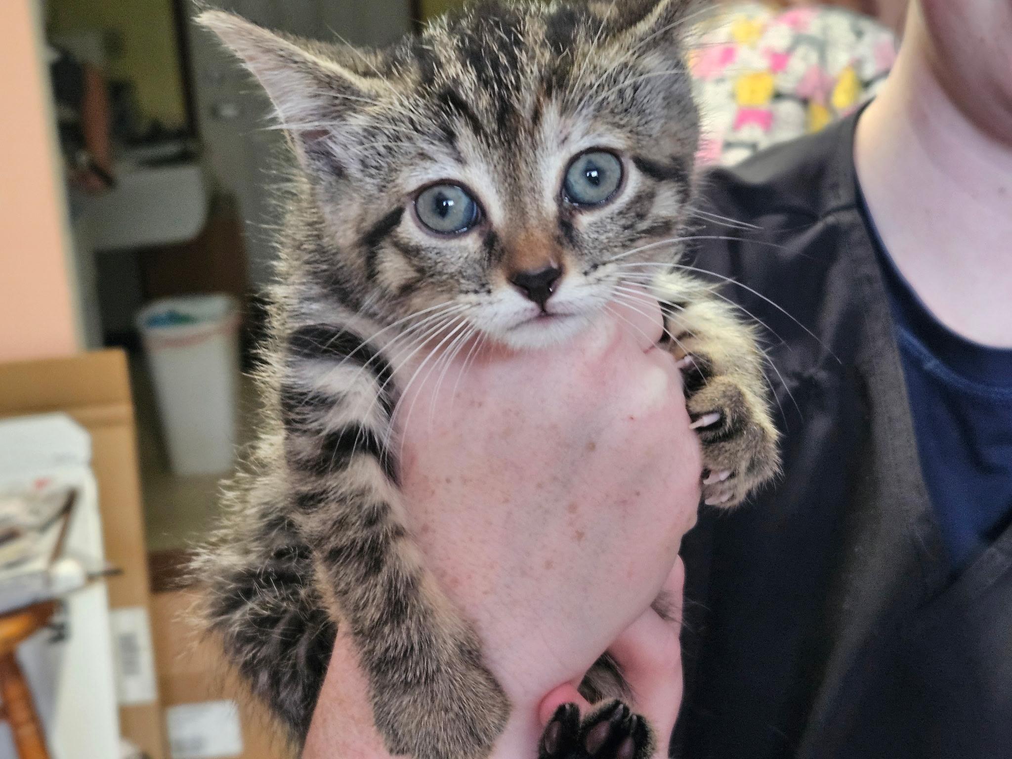 Tabby, a Adopted mixed breed in Evans City, PA image 1/2