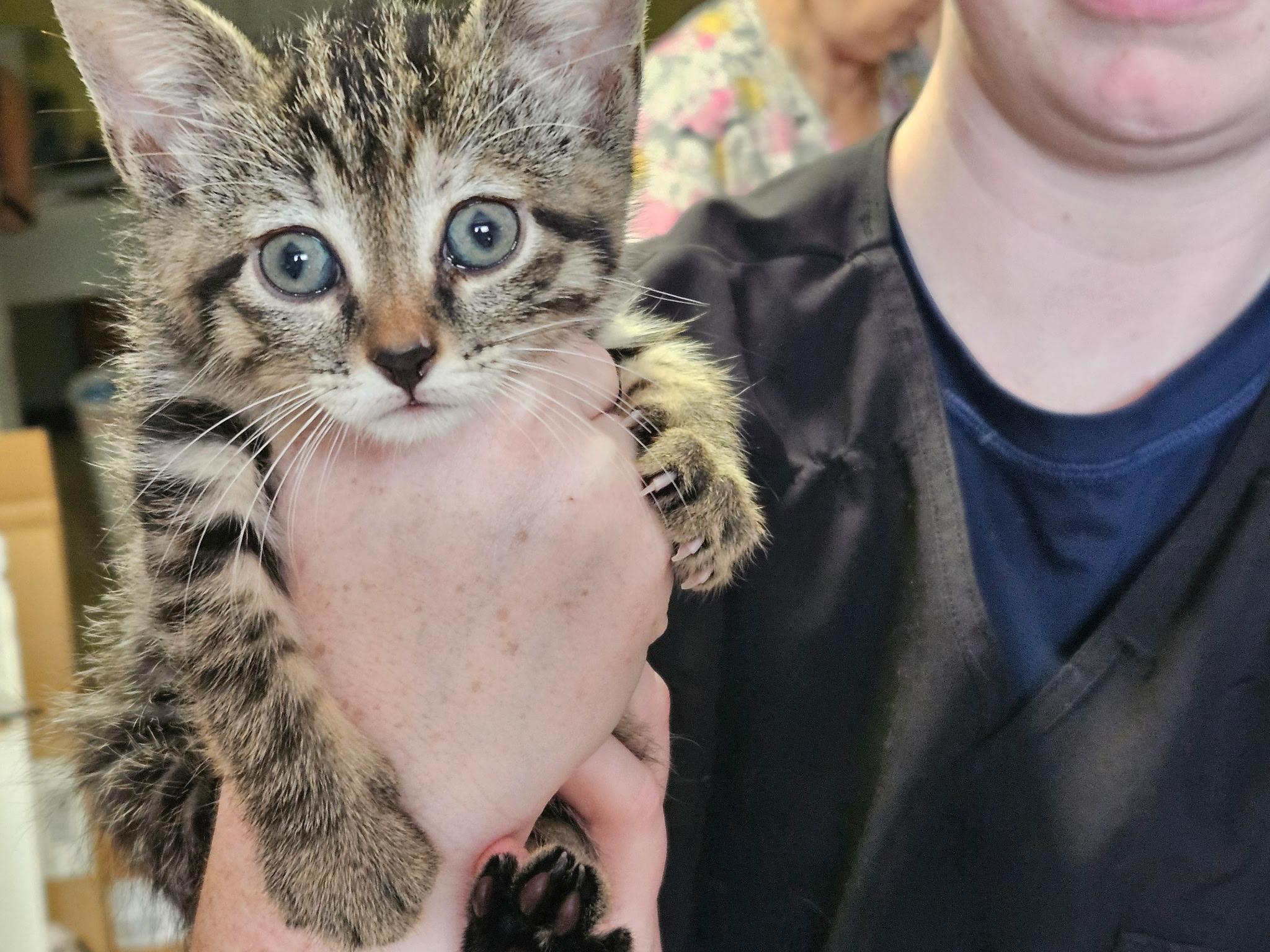 Tabby, Adopted, Kitten Female Oriental Short Hair.