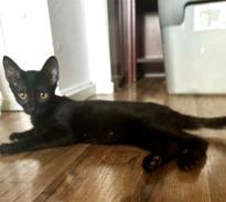 Mr. Bojangles, Adoptable, Young Male Domestic Short Hair.