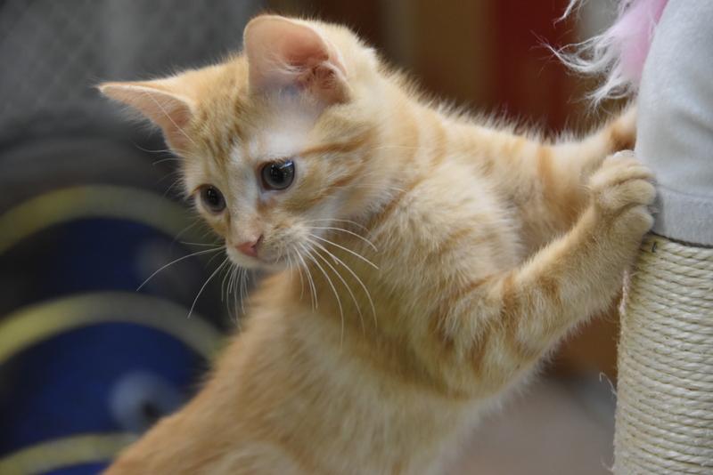 Chip (Lisa-Fostered in New England), Baby Male unknown