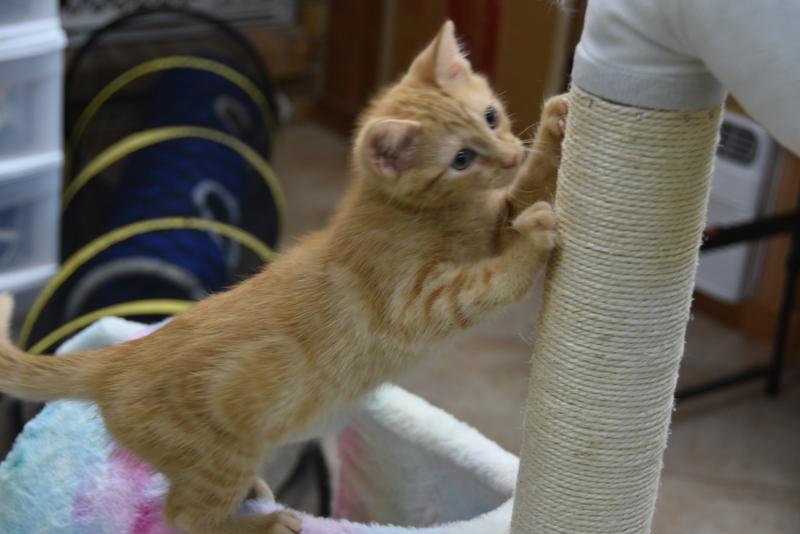 Chip (Lisa-Fostered in New England) photo 2