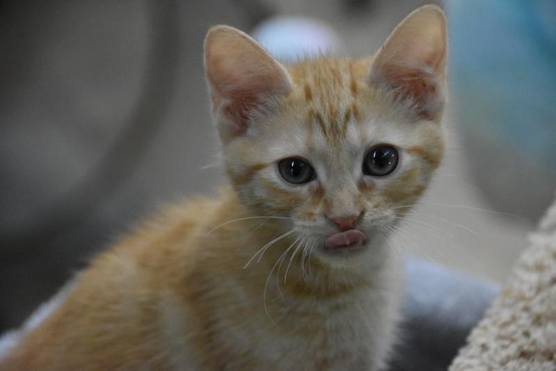 Chip (Lisa-Fostered in New England) photo 5