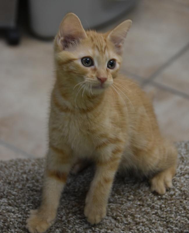 Chip (Lisa-Fostered in New England) photo 4
