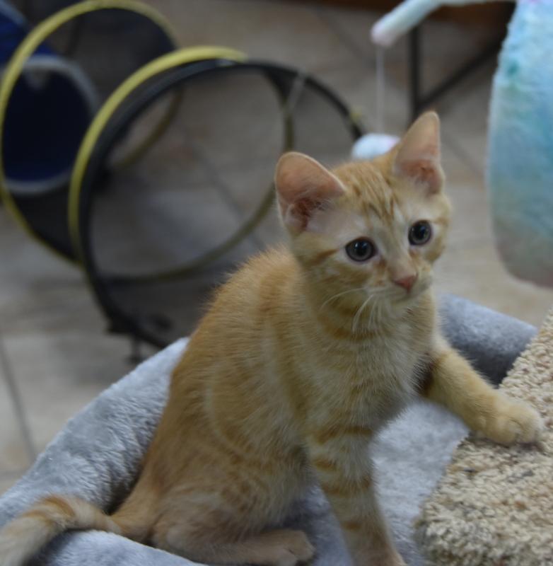 Chip (Lisa-Fostered in New England) photo 3
