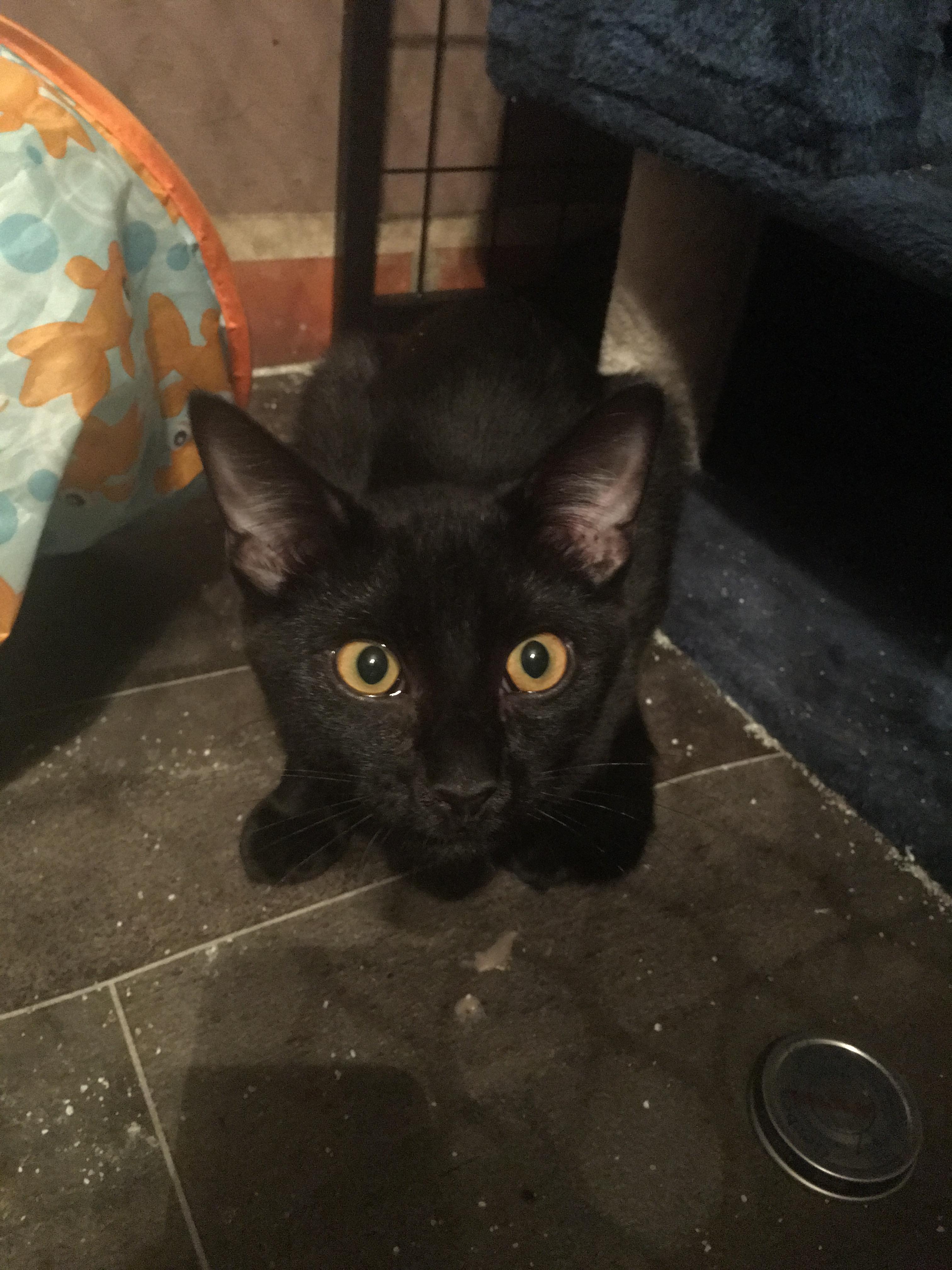 Ruben, a Adoptable Domestic Short Hair in Tucson, AZ image 6/6