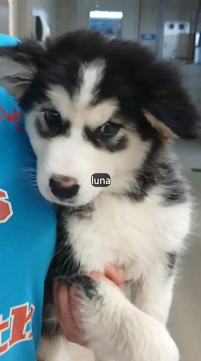 Luna #2934, ADOPTABLE, Puppy Female Siberian Husky.