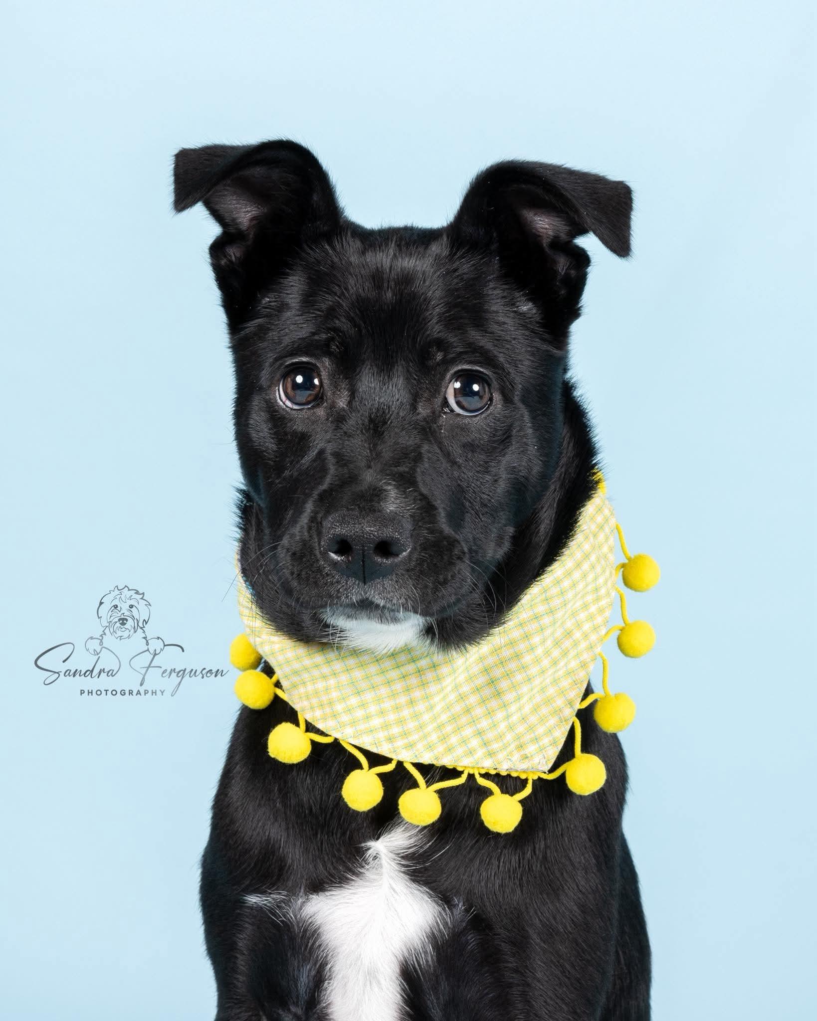 Enlarge Black Jack (Lauren-fostered in TN), a Adoptable mixed breed in Warwick, RI image 5/6