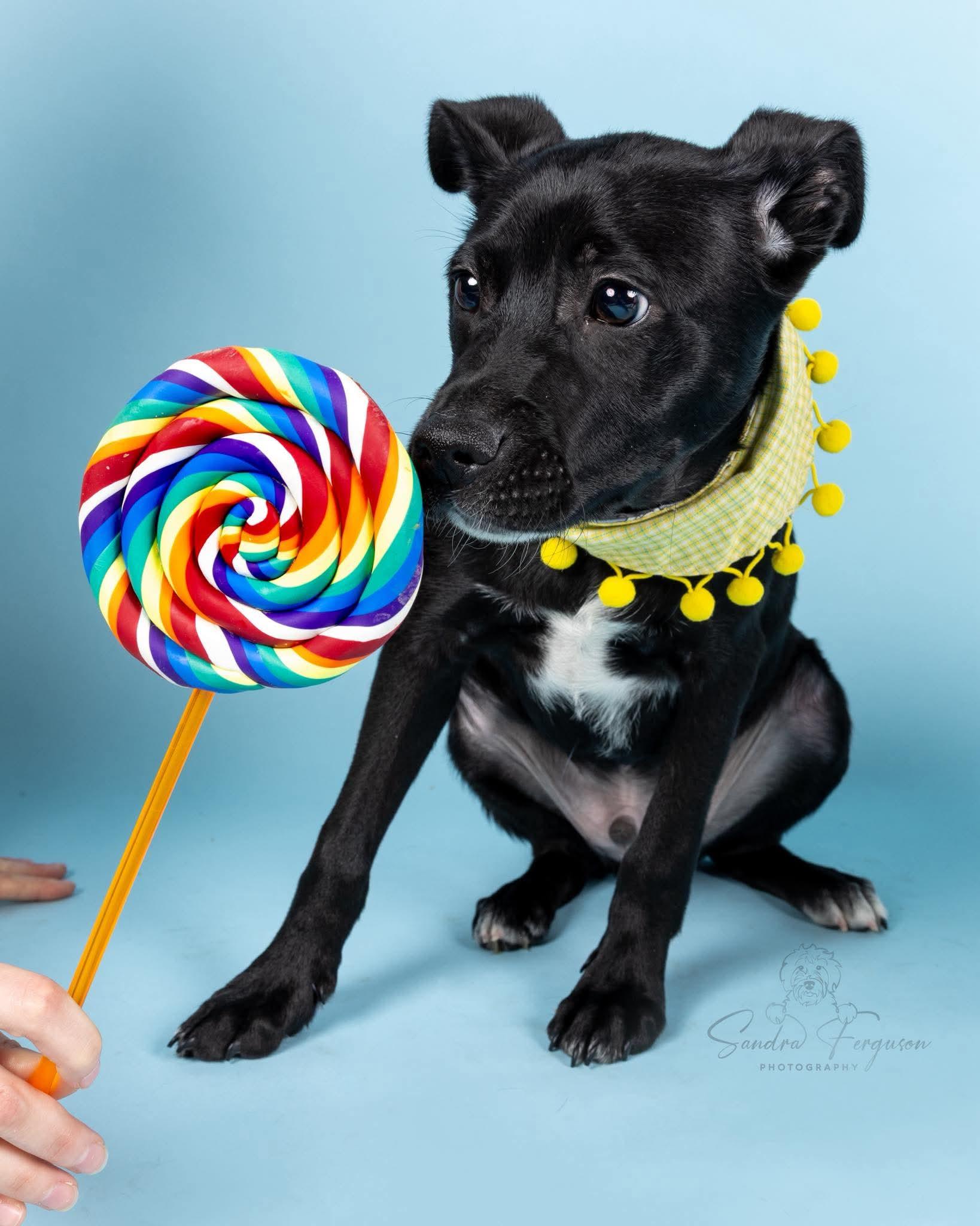 Enlarge Black Jack (Lauren-fostered in TN), a Adoptable mixed breed in Warwick, RI image 2/6