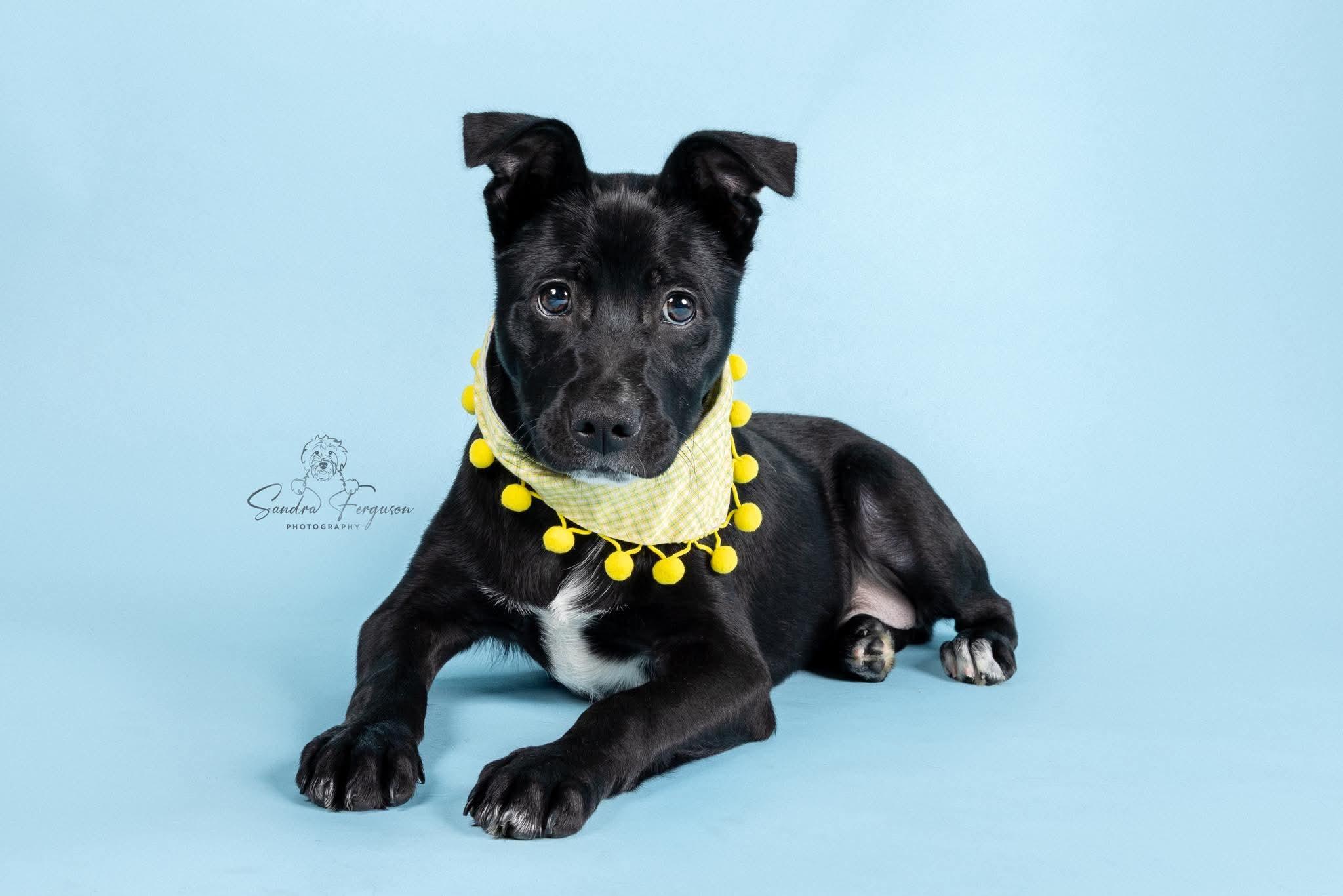 Black Jack (Lauren-fostered in TN), Adoptable, Puppy Male Boston Terrier & Black Labrador Retriever.