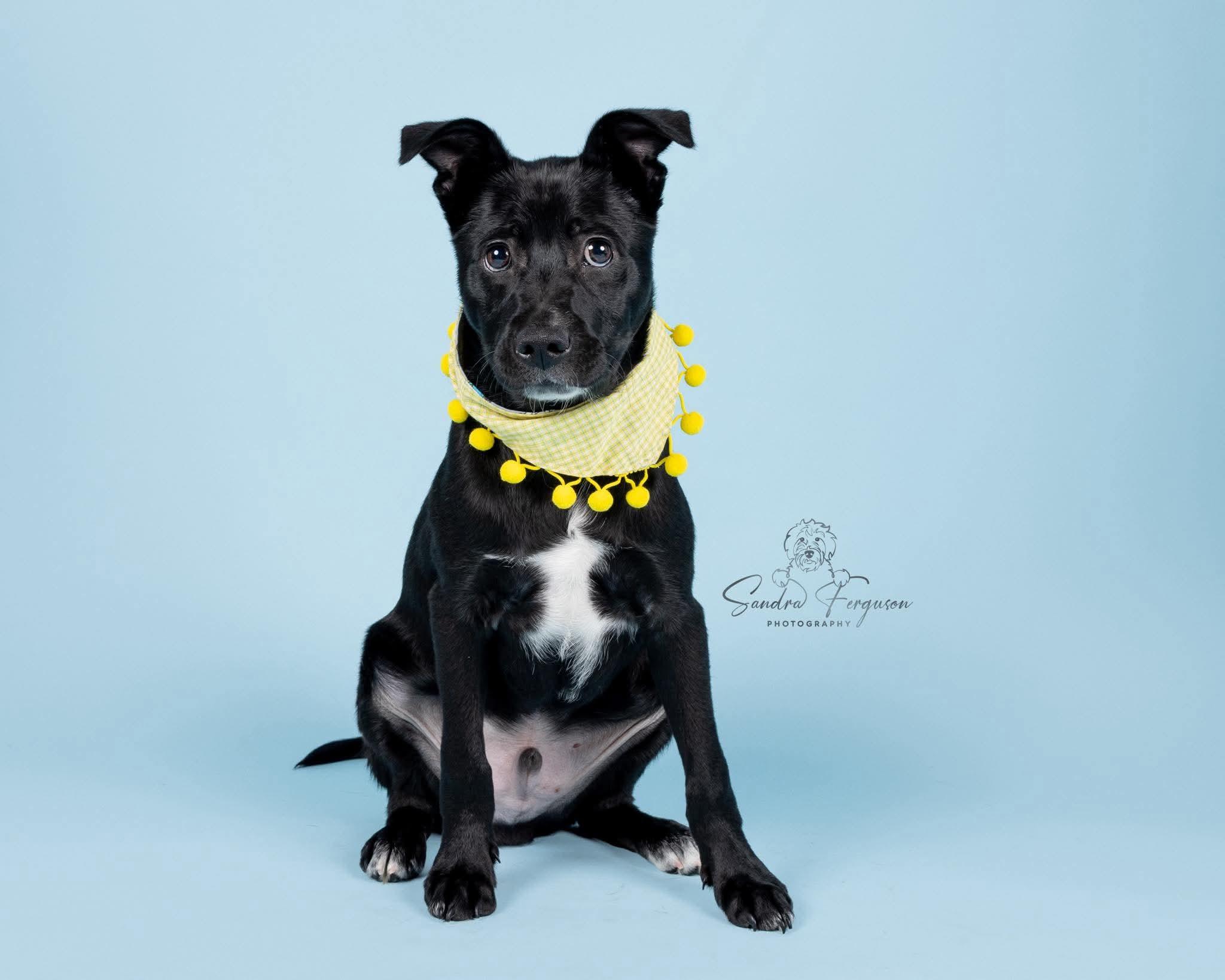 Enlarge Black Jack (Lauren-fostered in TN), a Adoptable mixed breed in Warwick, RI image 3/6